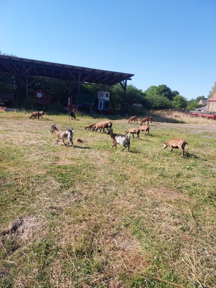Koza miniaturowa pigmiejska