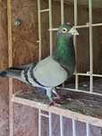 Pombo reprodutor (macho)