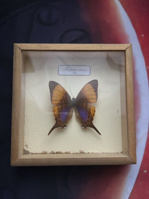 Motyl Marpesia corinna w ramce