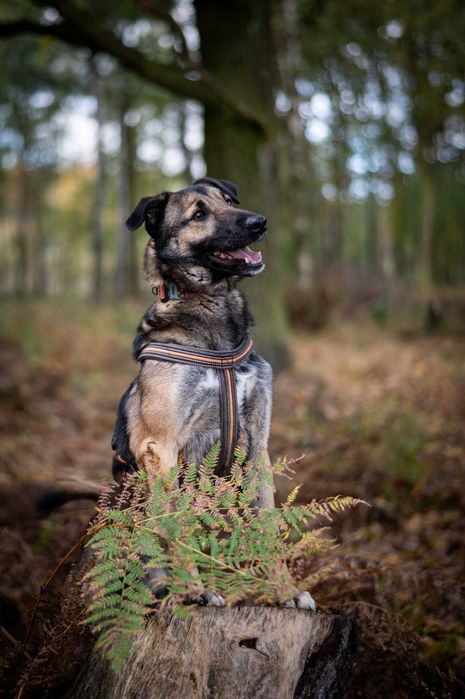 Brązowy dżentelmen Szyszek czeka na swojego człowieka