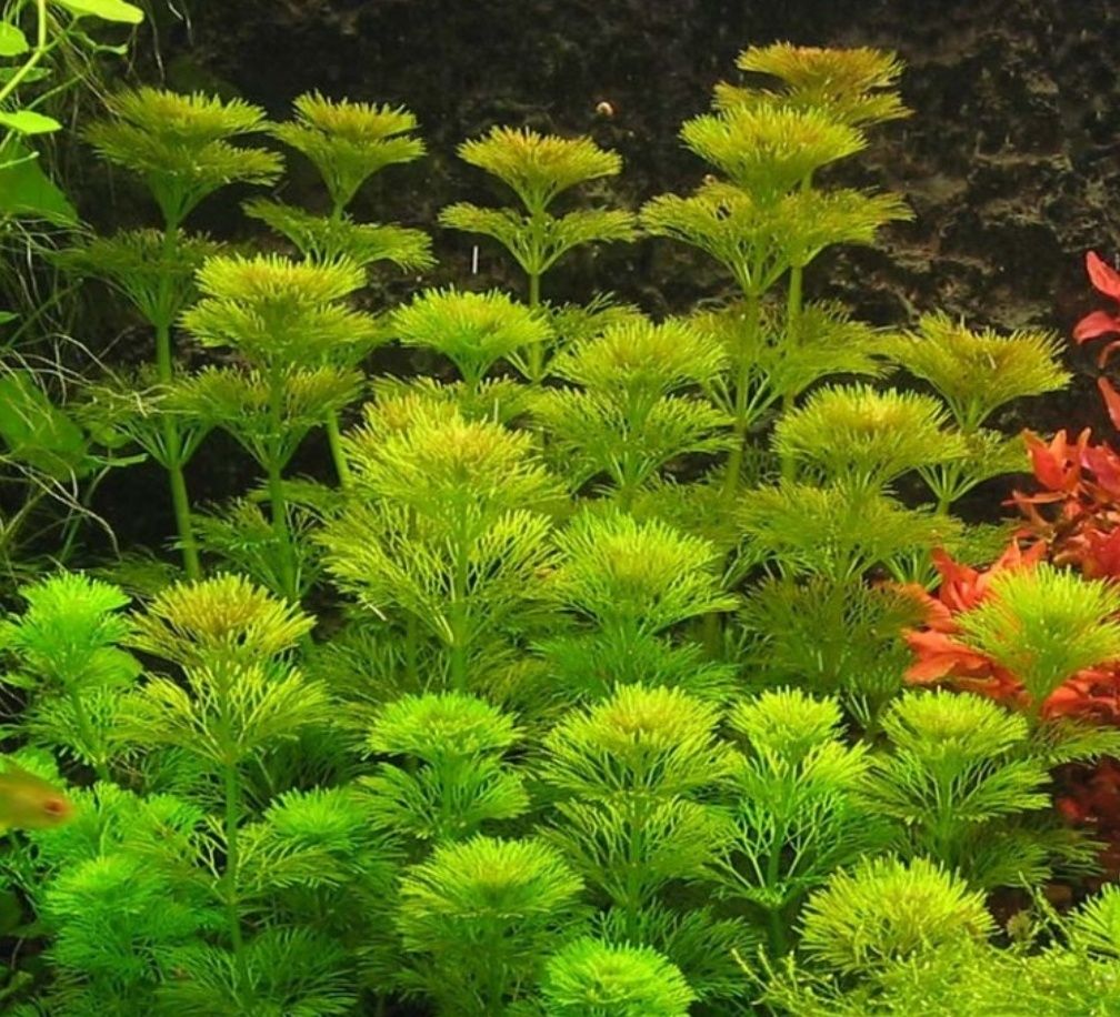 Limnophila Sessiliflora