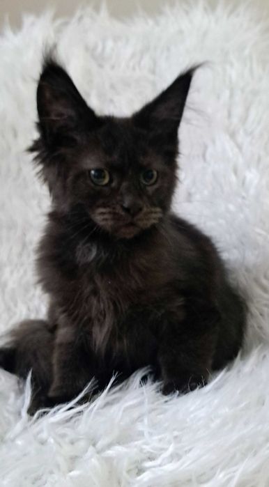 Gotowy do odbioru kocurek Maine Coon