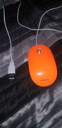 Rato laranja e branco