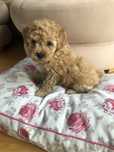 Maltipoo suczka Elsa F1B do odbioru po pudel toy