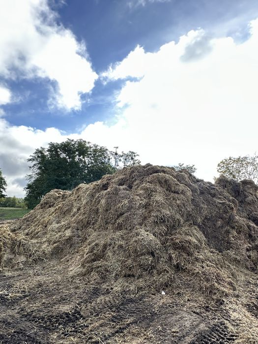 Obornik koński tanio