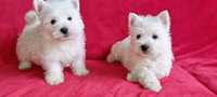 West Highland White Terrier - suczka