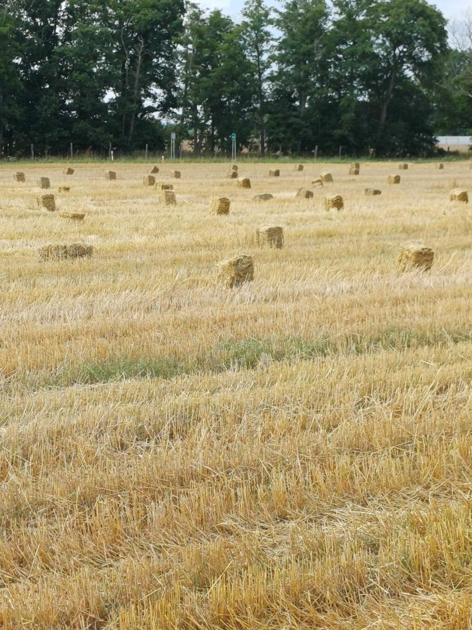 Sloma w kostkach