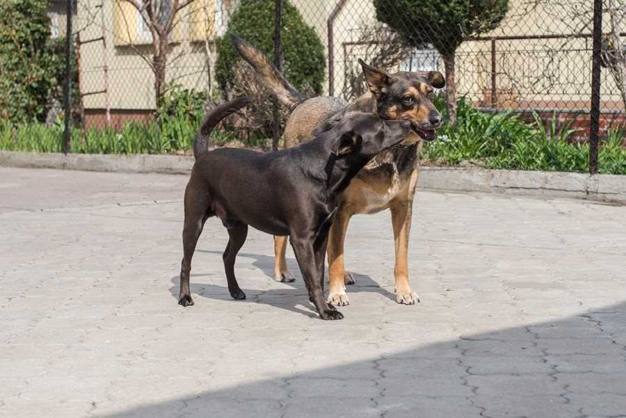 Toto 2 letni piesek z Radys do adopcji