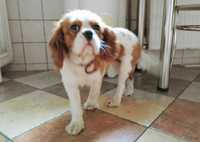 Cavalier King Charles Spaniel suczka 3 lata+