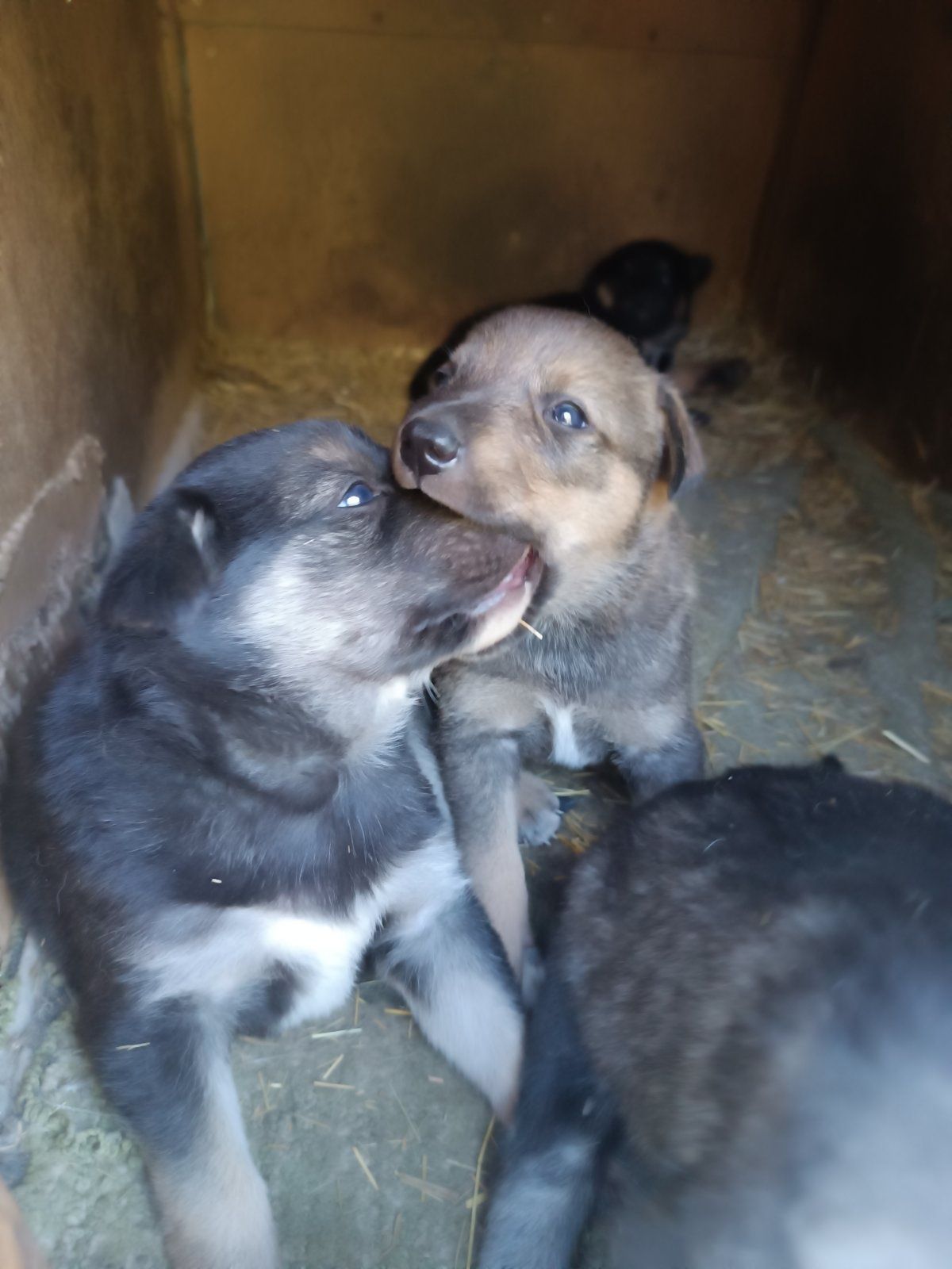 Відаємо цуциків 3дівчинки 2 хлопчика