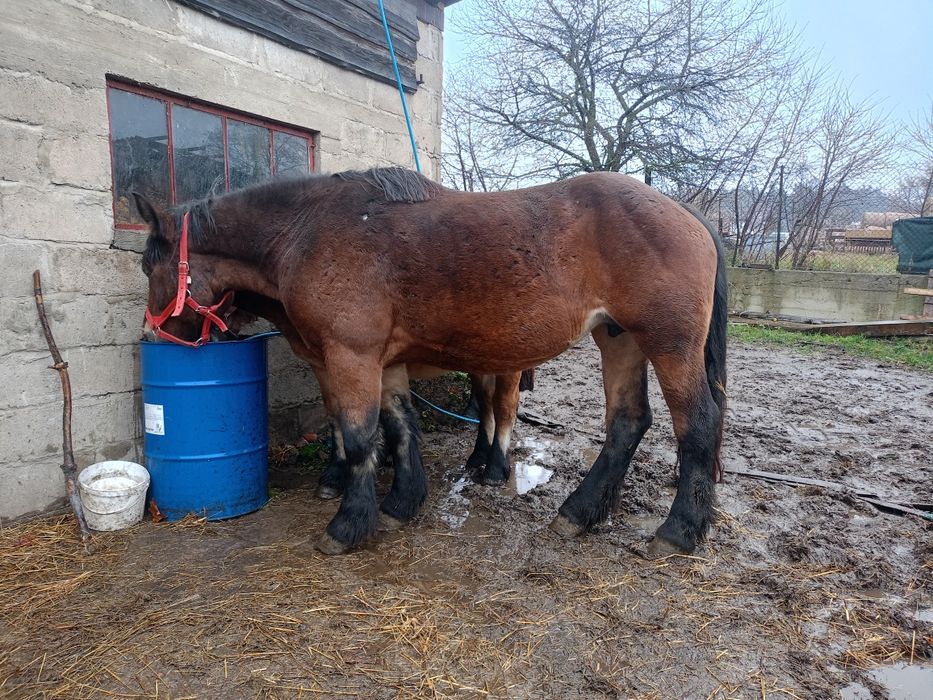 Klacz zimnokrwista koń zimnokrwisty pkz