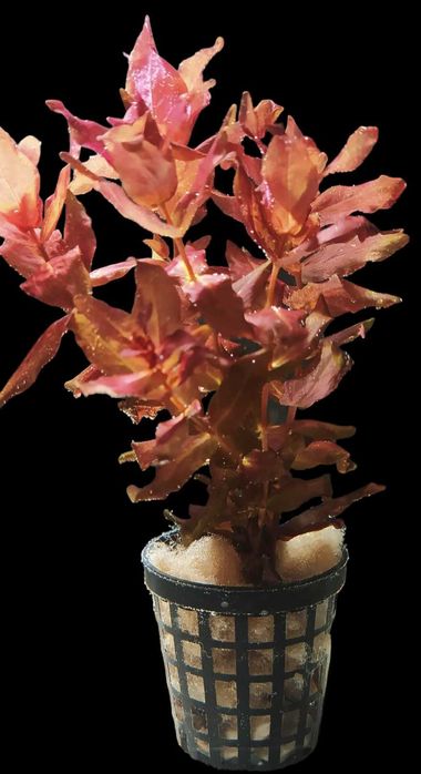 Zestaw pięknych roślin akwariowych