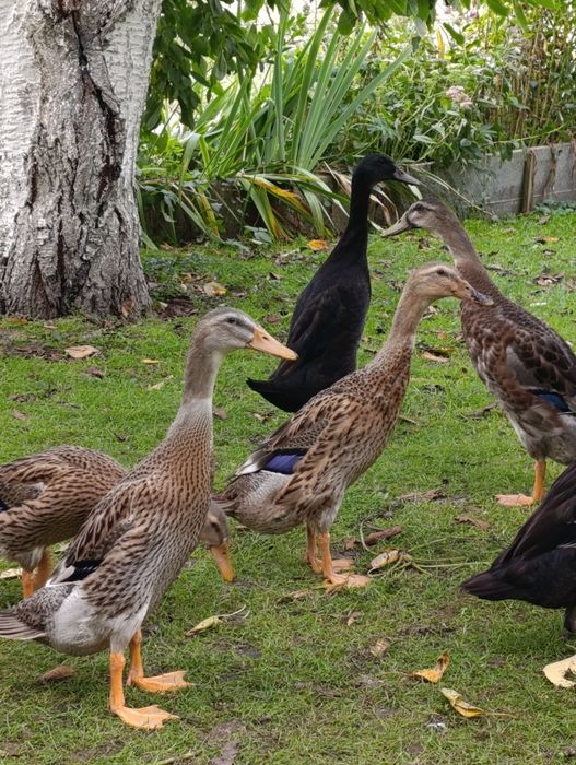 Kaczki biegus kilkumiesieczne