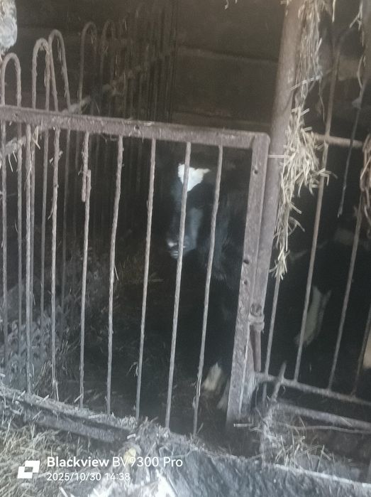 Продам рябе теля під корову