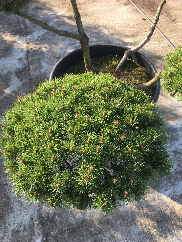 Sosna-bonsai (pinus mugo var mughus)