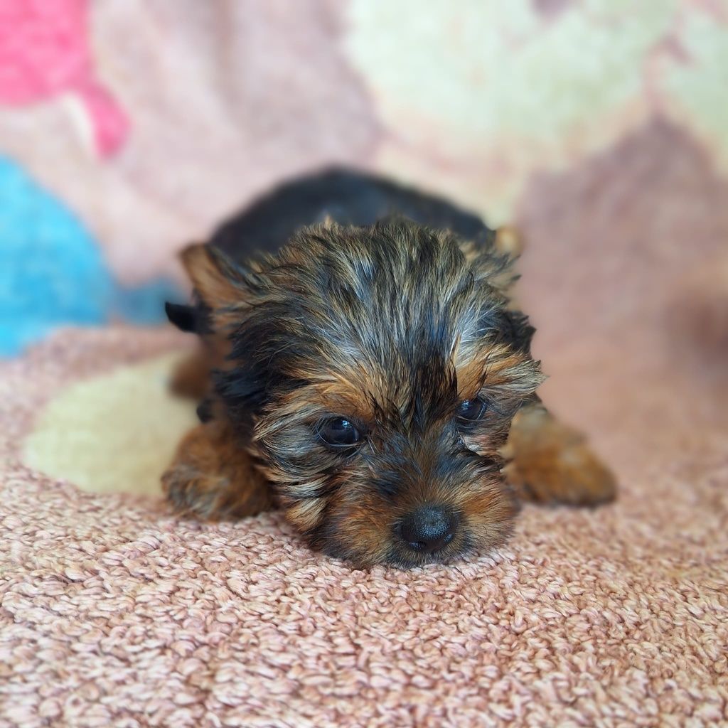 Yourkshire terrier  fêmea