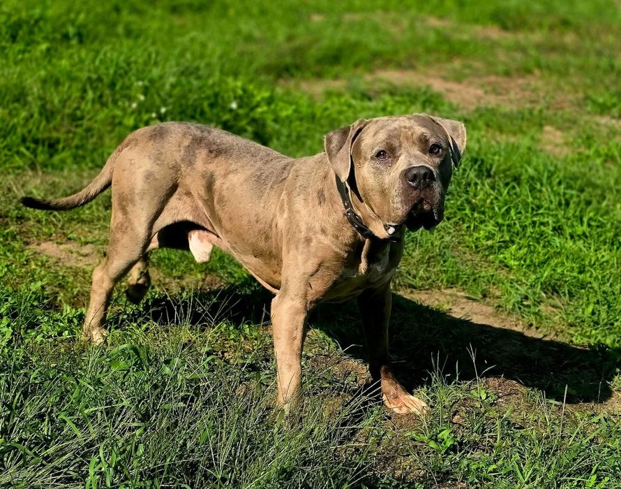 Lunek w typie american bully XL do adopcji!