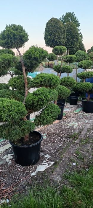 Cyprysowiec ,Castlewellan 250 cm tuje szmaragd