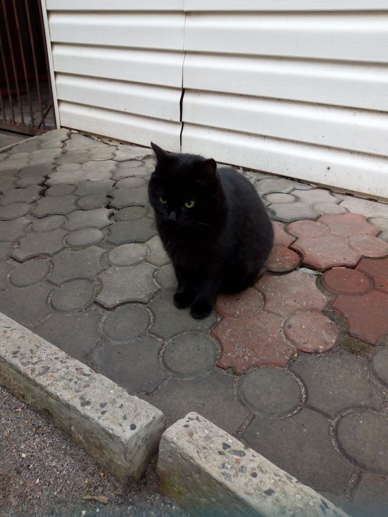 Отдам в добрі руки кошенят