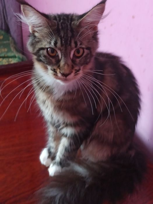 Куночка черепашка із розплідника