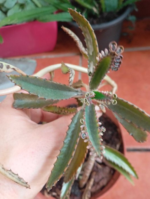Planta suculenta