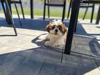Szczeniak rasy shih tzu