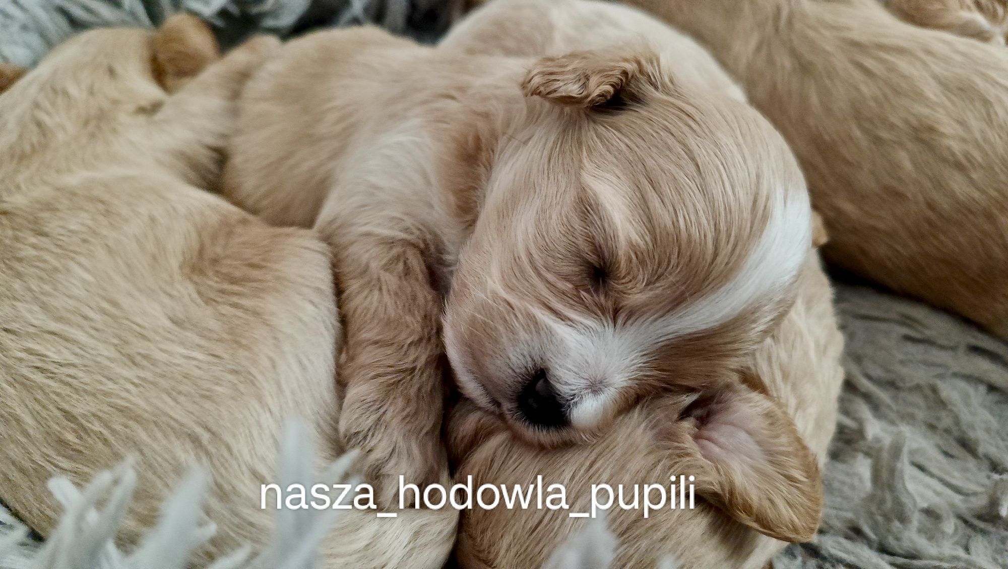 Maltipoo F1 czerwony piesek pudel toy x maltańczyk