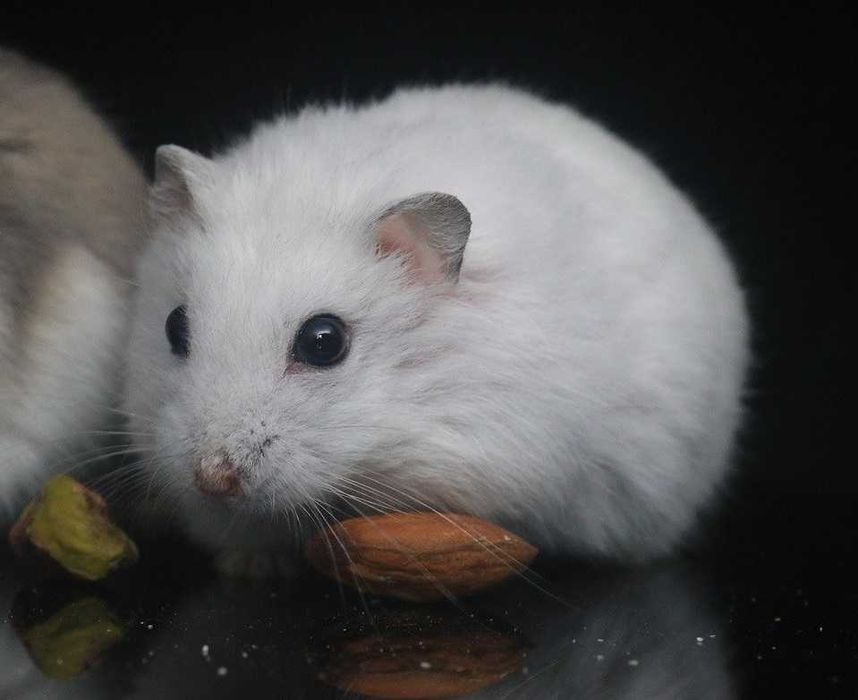 Белоснежные джунгарские хомячки, хомячата, хомяки, джунгарики