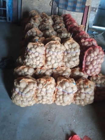 Sprzedam ziemniaki ekologiczne na oborniku