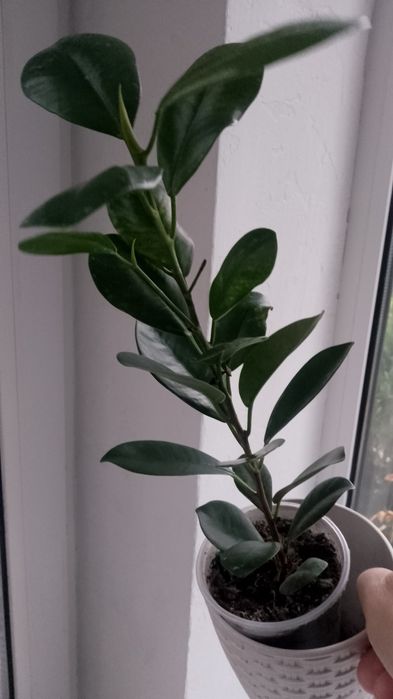 Фікус Мокламе...