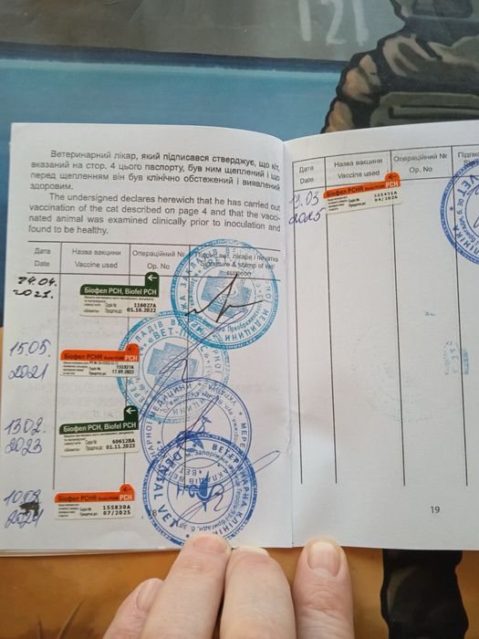 Віддам кішечку в дуже хороші руки (з доплатою)