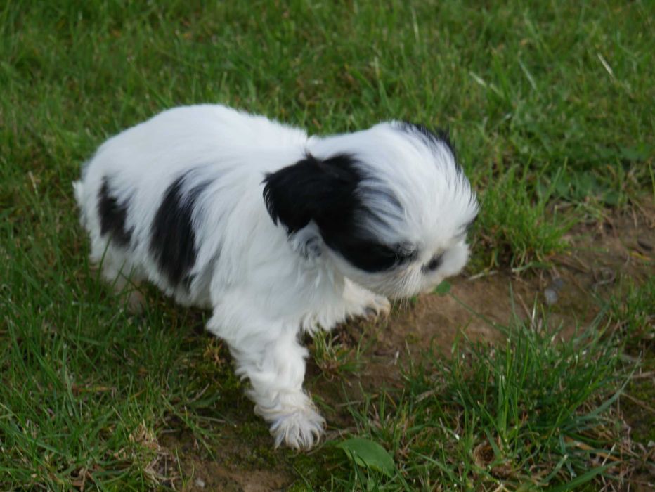 SHIH TZU - mini piesek