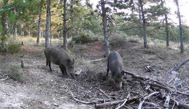 Câmera de Caça/Trilha com painel solar - Cartão de dados 4G