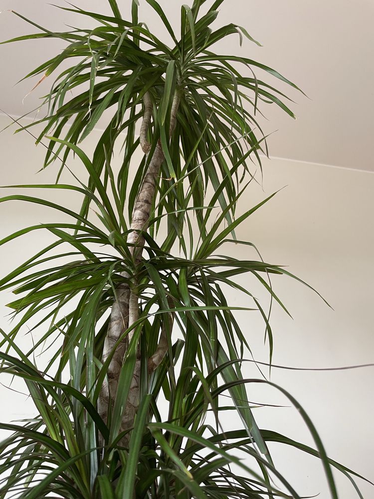 Planta Dracaena de Madagáscar