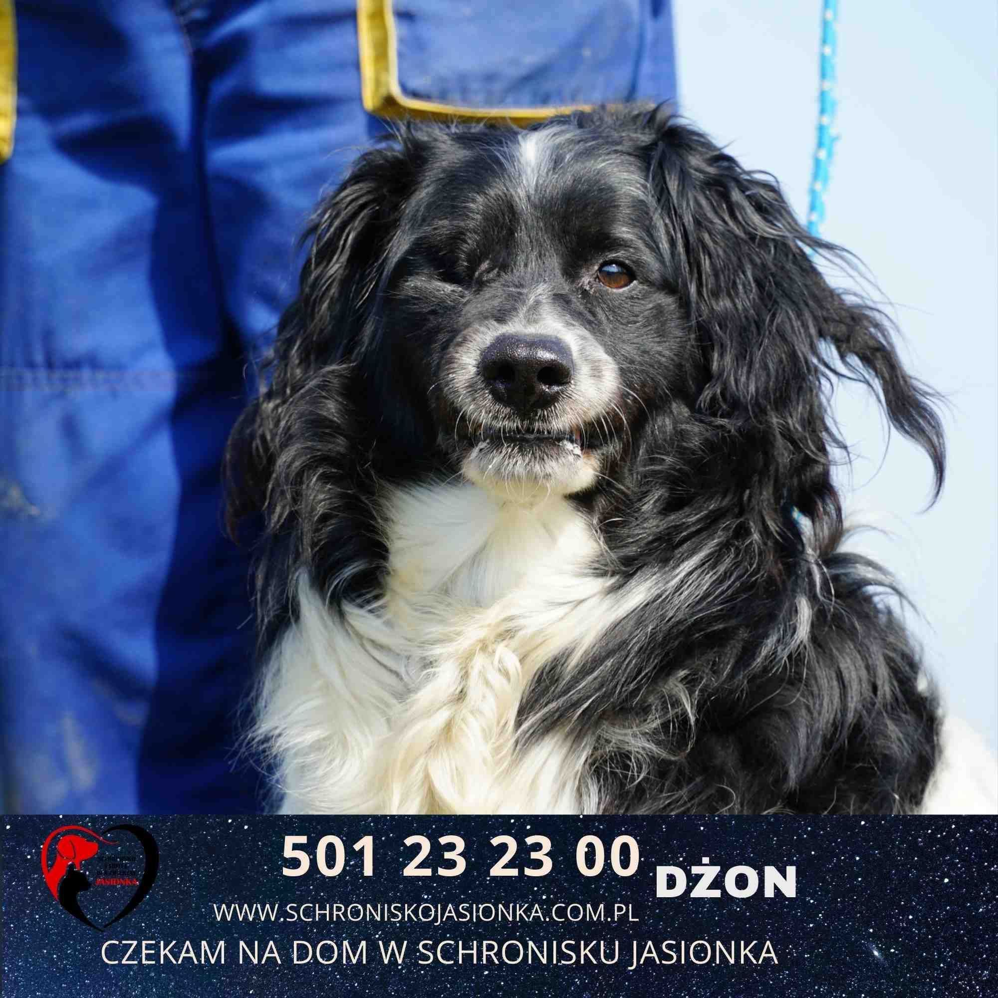 Dżon-do adopcji schronisko Jasionka