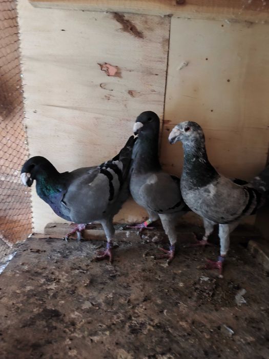 Niemieckie wystawowe