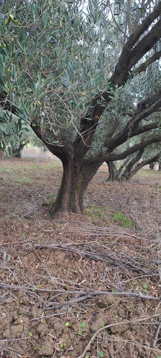 Oliveiras jardim ou lenha