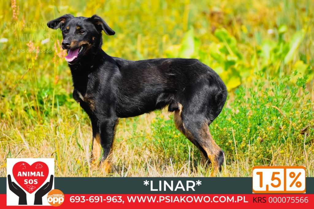 Maleńki Linar dlaczego gnije w schronisku? Daj dom!