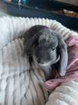 Sprzedam Królika mini Lop półroczny