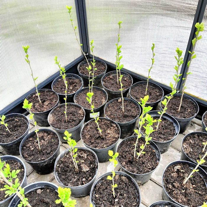 Hibiskus białe kwiaty i fioletowe