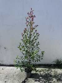 Eugenia Myrtifolia Newport 60-80CM