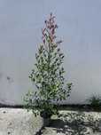 Eugenia Myrtifolia Newport 90-110CM