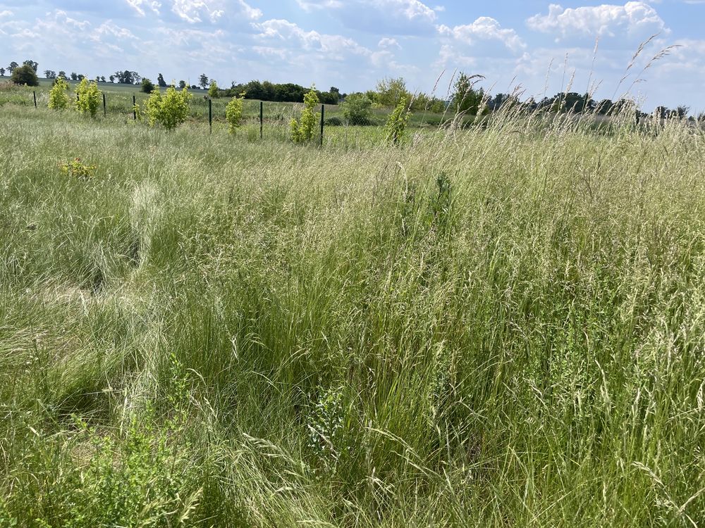 Oddam za darmo siano, trawa dla koni, zwierząt, bydła