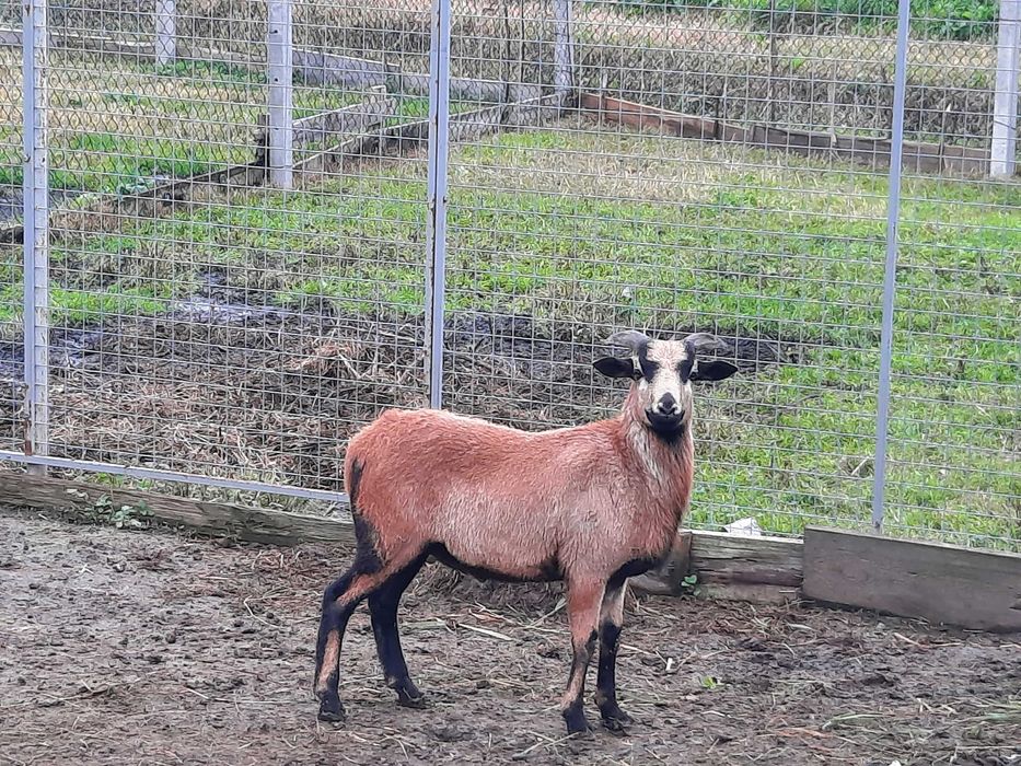 Owce Barany Baranek 5miesięcy Kameruńskie