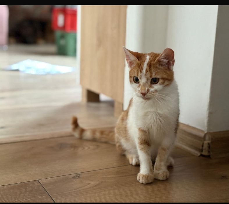 Piotruś i Wercia. Rodzeństwo wyrzucone jak śmieci