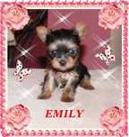 York,Yorkshire Terrier!Elitarne MICRO CUDO-SUNIA MICRO dla VIP ,Kraków