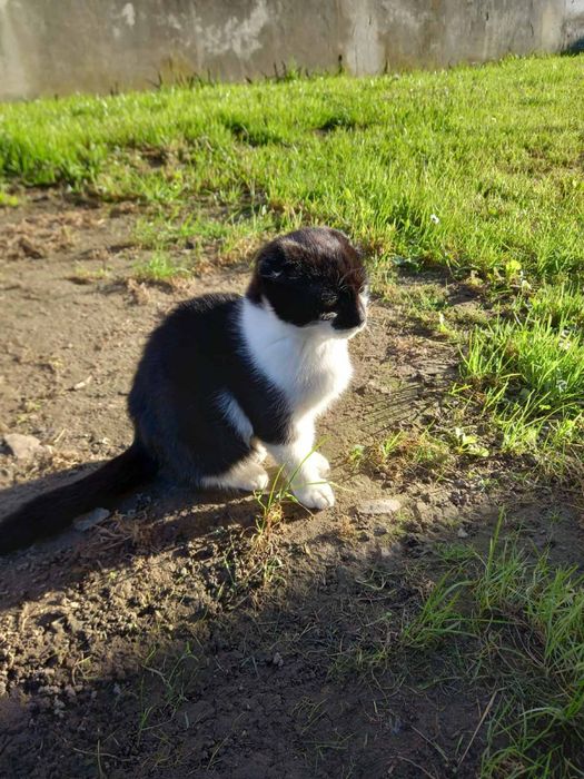 Віддам котиків в добрі руки