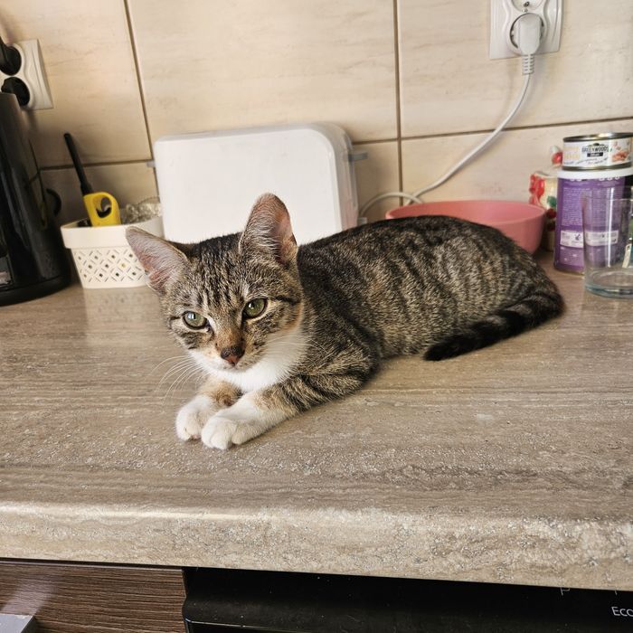 Mała koteczka do adopcji