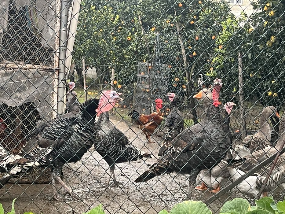 Vendo perús(Machos)