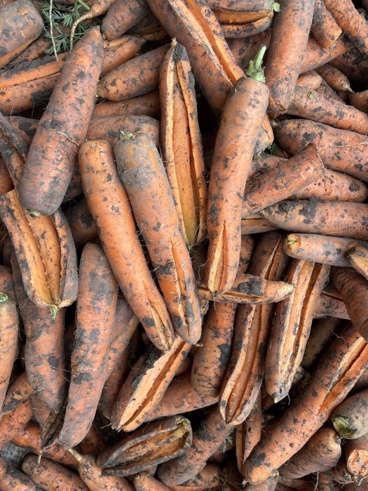 Морква не кондиція